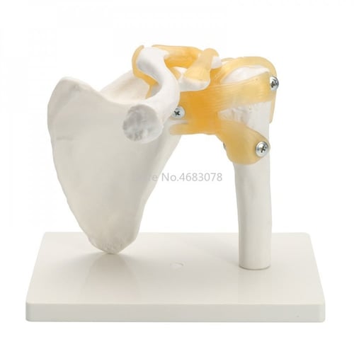 مفصل كتف الإنسان بالحجم الطبيعي -Human shoulder jo...