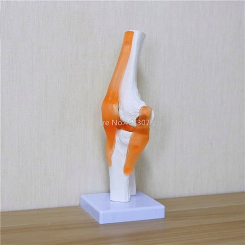 نموذج تشريح لمفاصل الركبة - Anatomy model of the k...