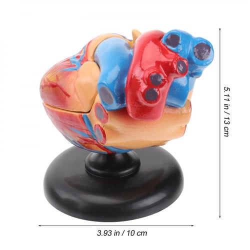 نموذج تشريح القلب Cardiac anatomy model