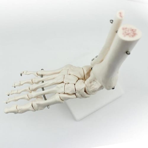 نموذج قدم بشري هيكل عظمى