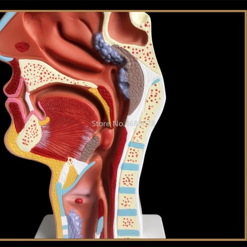 نموذج تشريحي طبيعي تجويف الأنف والحلق لجسم الإنسان...