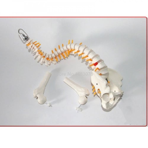 نموذج العمود الفقري القطني المرن للكبار ، 45 سنتيم...