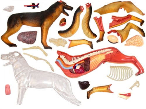 نموذج تشريحي للكلب الطبي هيكل عظمي رباعي الأبعاد