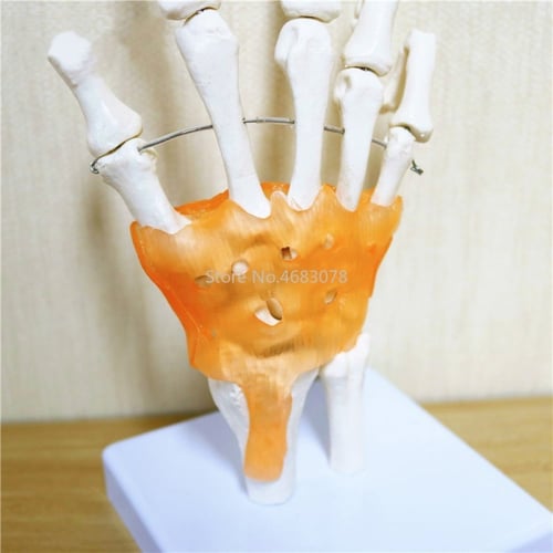 نموذج تشريحي اليد البشرى -Anatomical model of the...