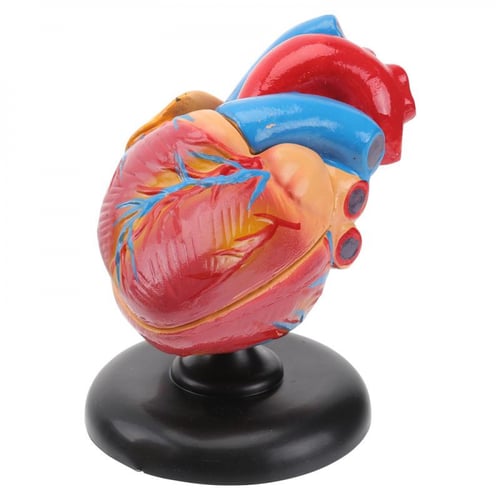 نموذج تشريح القلب Cardiac anatomy model