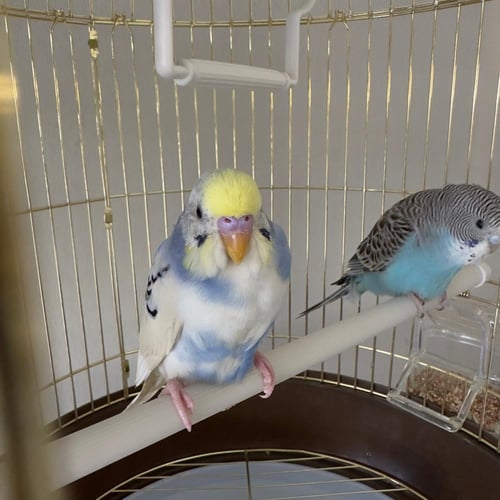 قفص عصافير مزين بالورود الطبيعية || تصميم فريد وهد...