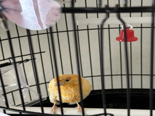 باقة زهور مع قفص وعصفور كناري || لمسة فنية فريدة