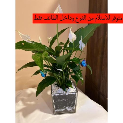 نبتة زنبق السلام فازة مربعة