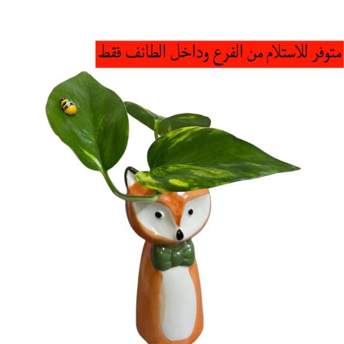 نبتة البوتس ثعلب