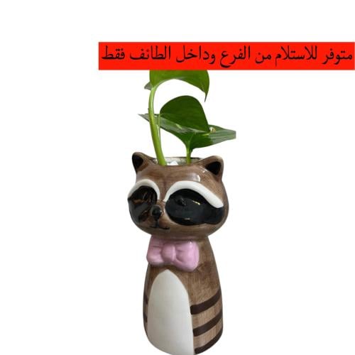 نبتة البوتس راكون