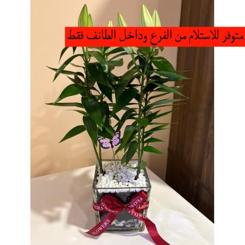 نبتة الليليوم