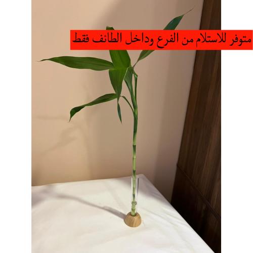 ساق البامبو