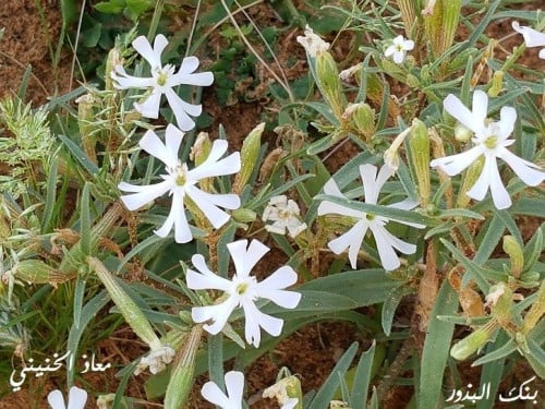 تربه 20 بذرة تقريبا Silene villosa التربه