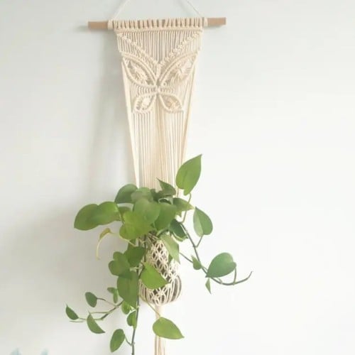 حاملة نباتات للتزين