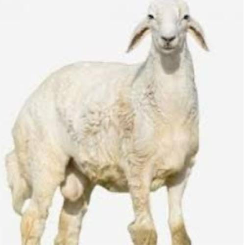 اضحية حري وسط عمر 6 شهور