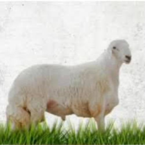 اضحية جبر ناهي 10 شهور