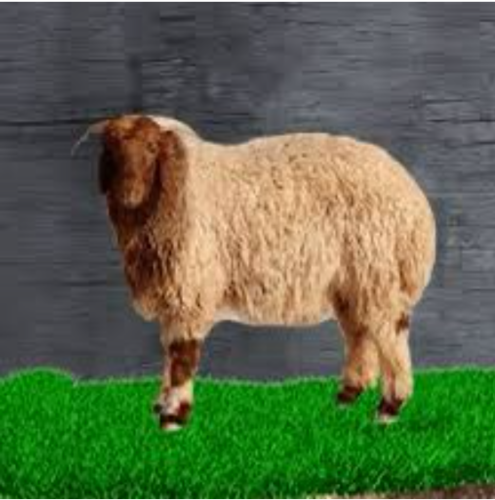 أضحية جبر 10 شهور نعيم