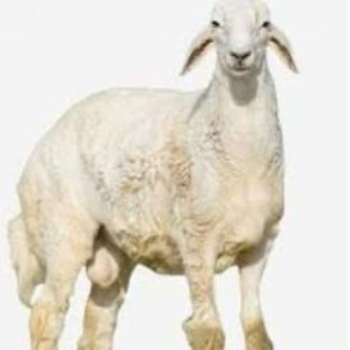 خروف أضحية صغير 6 شهور