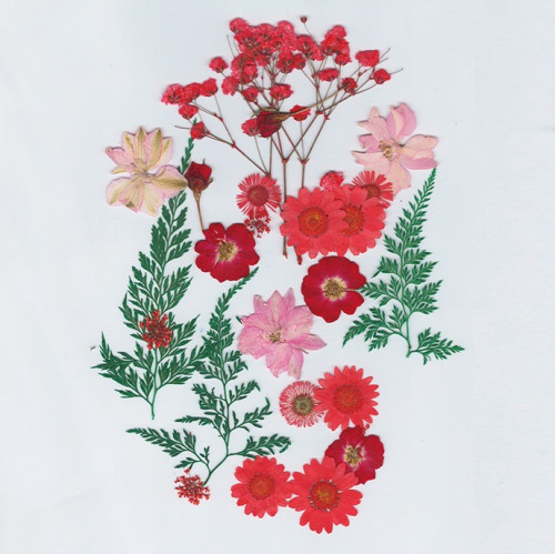 ورد مجفف مجموعة ألوان أحمر رقم 16 ( H106 )