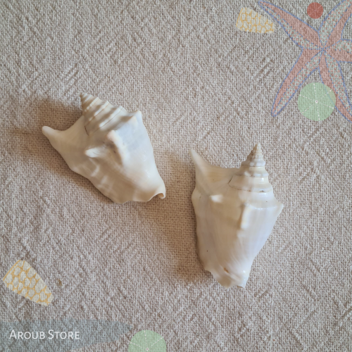 صدفة conch