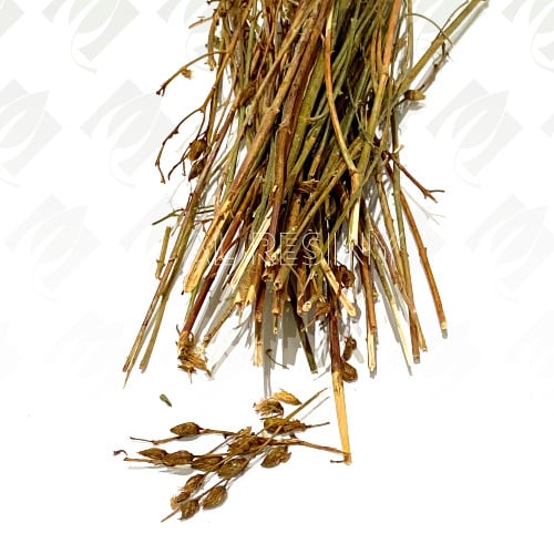 عشبة القديسين