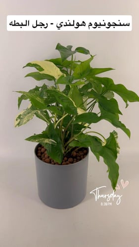 سنجونيوم هولندي - رجل البطه