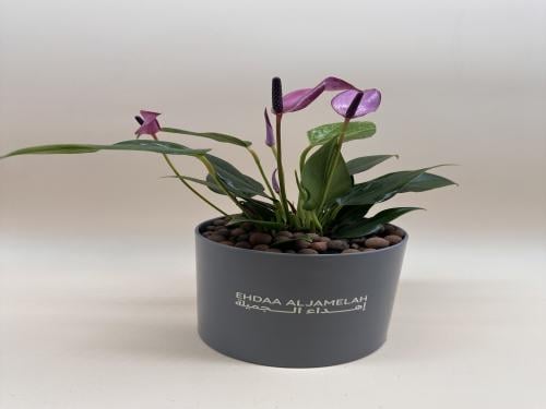 انتوريوم بنفسجي و وردي