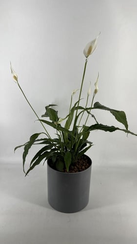 زنبق السلام 195 - طويله