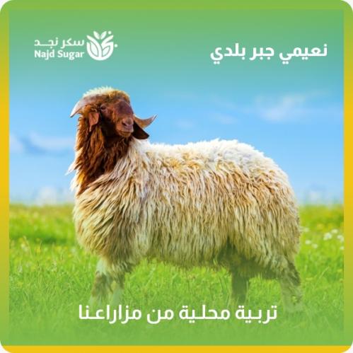 نعيمي جبر بلدي