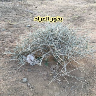 بذور العراد 7 بذرات