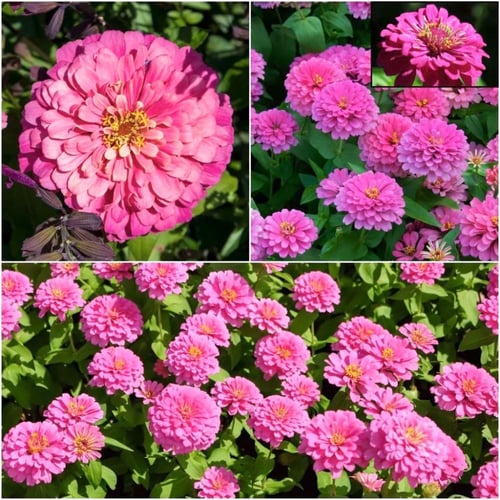 بذور زهرة زينيا لومينوزا