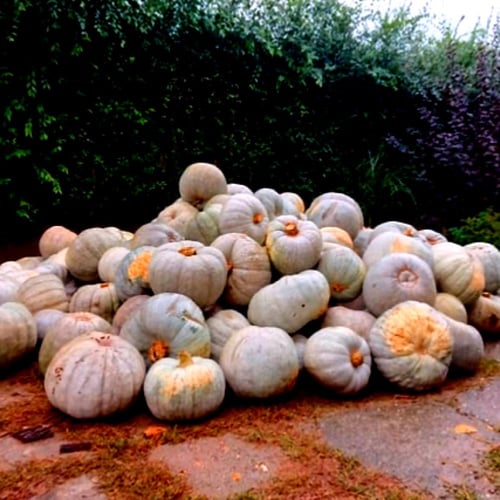 بذور قرع ناجيدوبوسي Nagydobosi