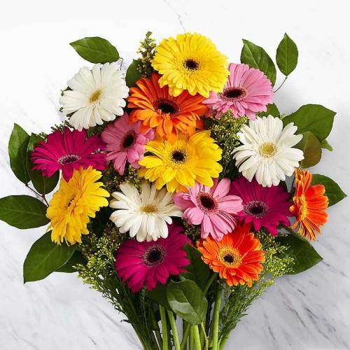 بذور زهرة الجربيرا الكبيرة المزدوجة Gerbera mix