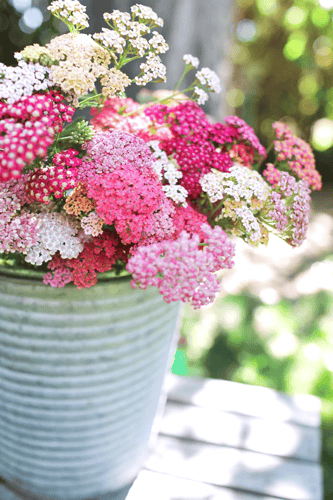 بذور أخيليا ( توت الصيف )