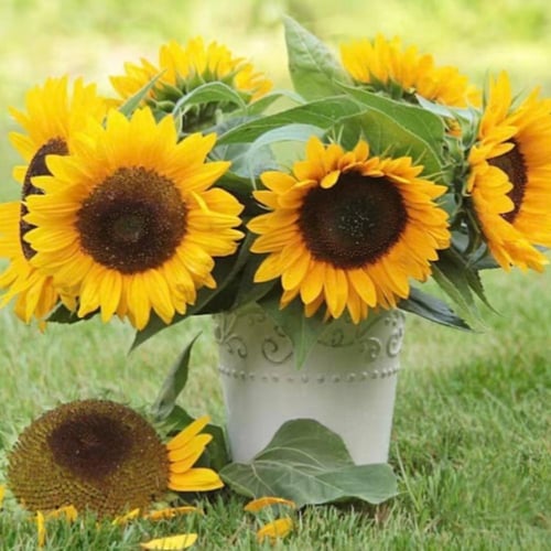 بذور دوار الشمس بامبينو القزمية