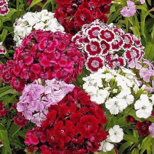 بذور زهور سويت وليام بينوكيو mix