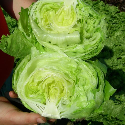 بذور خس آيسبرغ البحيرات العظمى 118