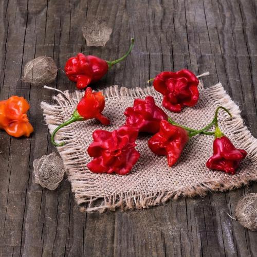 بذور فلفل حار Cambuchi موروث