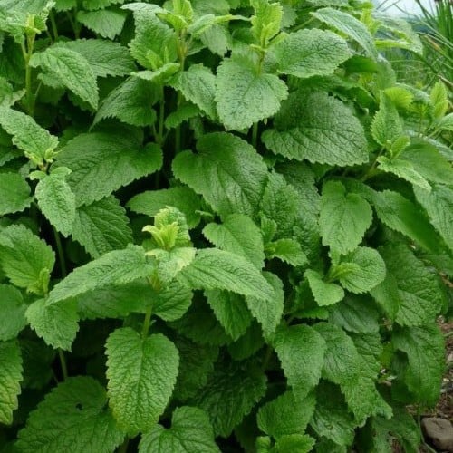 بذور المليسا الإيطالية