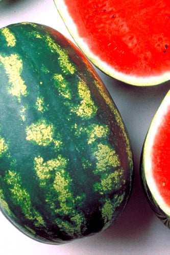 بذور بطيخ كريمسون سويت