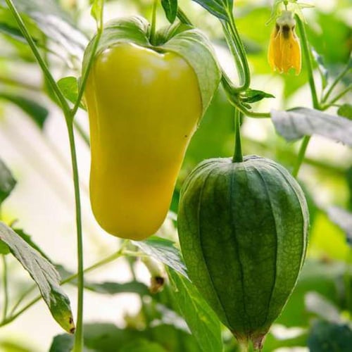 بذور توماتيلو شوبون دي مالينالكو العملاق