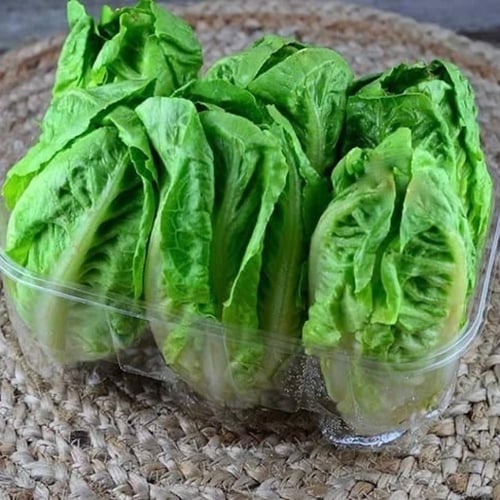 بذور خس روماني صغير ( ليتل جيم )