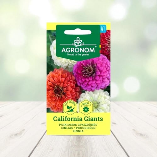 بذور خليط أزهار زينيا كاليفورنيا العملاقة