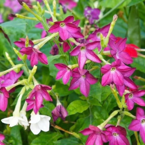 زهرة النيكوتيانا العطرة – خليط سنتسيشن