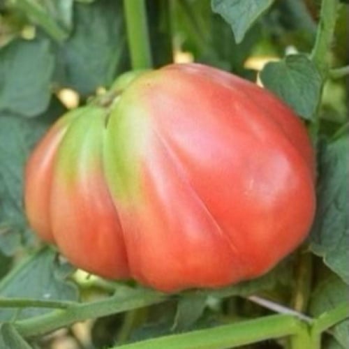 بذور طماطم Oaxacan Pink موروثة