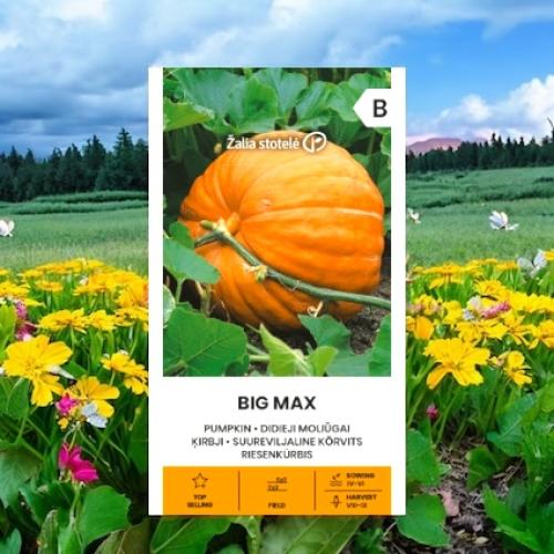 بذور اليقطين العملاق Big Max – ملك الحقول