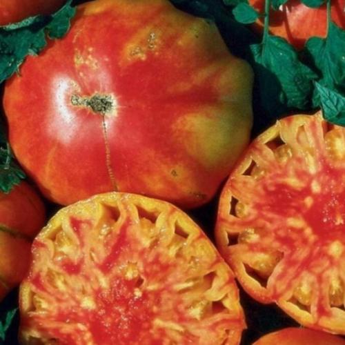 بذور طماطم Flame موروثة