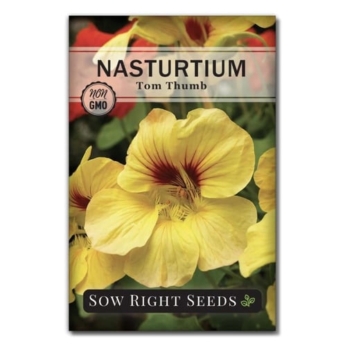 خليط بذور أزهار الكبوسين قابلة للأكل ( أبو خنجر )