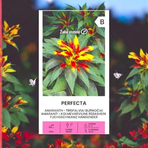 بذور أمارانث ثلاثي الألوان بيرفيكتا