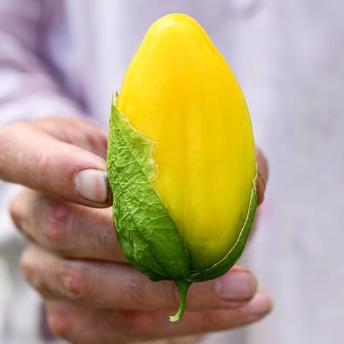 بذور توماتيلو شوبون دي مالينالكو العملاق